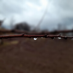 Rainwater accumulated on a tree branch at the end of autumn or winter.