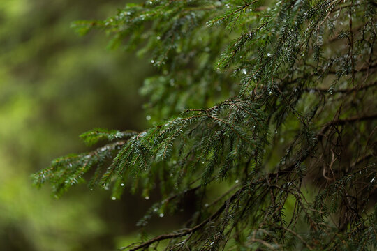 rami di albero di conifera bagnati, su sfondo sfuocato e verde, di giorno, in un bosco naturale di montagna