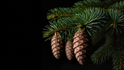 Lush fir branch cluster displaying pinecones and sharp needles in moody studio light against black background with copy space