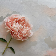 Elegant Peach Flower Close-Up with Delicate Petals on Gray Background
