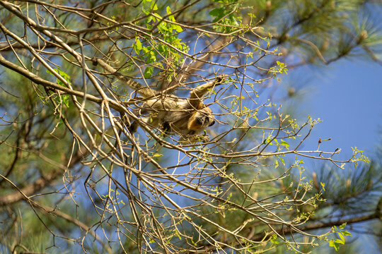 Um macaco bugio femea, empoleirada em galhos de um ip&ecirc; sem flores, em dia claro com c&eacute;u azul ao fundo.