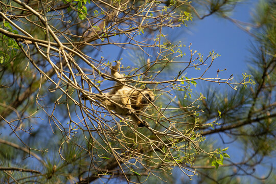 Um macaco bugio femea, empoleirada em galhos de um ip&ecirc; sem flores, em dia claro com c&eacute;u azul ao fundo.