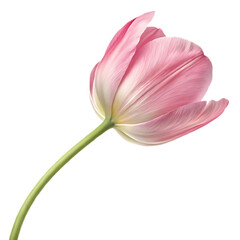 Beautiful pink tulip flower isolated on white background