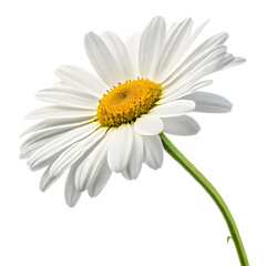 Beautiful white daisy flower with green stem isolated on white background