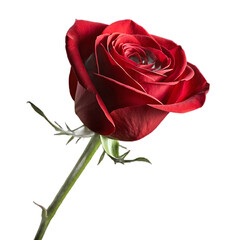 Beautiful red rose isolated on white background