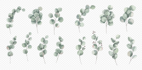 Set of watercolor eucalyptus branches, silver dollar, and red berries, isolated on transparent background, perfect for wedding invitations and floral designs. © Akun