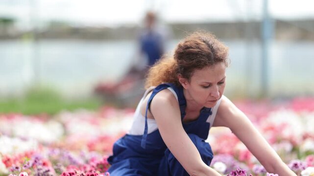 Female worker inspects a pot of geraniums in a greenhouse. Gardener checks the leaves of the flower and puts it up for sale. Flowers, seedlings and potted plants in a garden hypermarket. High quality