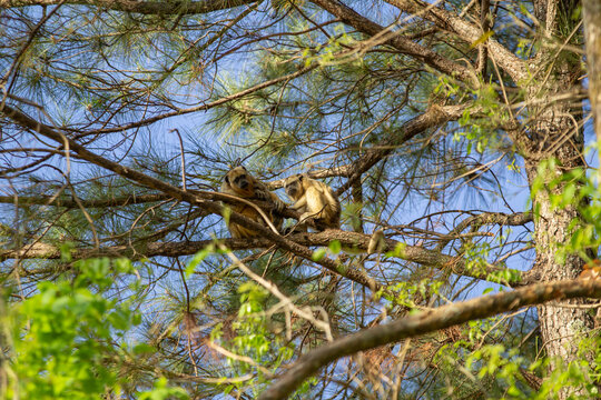 Dois macacos bugio empoleirados em galhos de um ip&ecirc; sem flores.