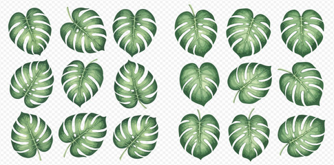 Set of tropical monstera leaves in watercolor style, perfect for summer designs and botanical illustrations. © Akun