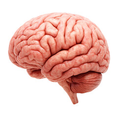 Human Brain Anatomy Transparent Background PNG