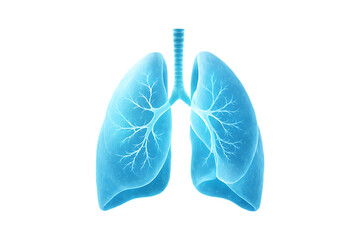 Human Lungs Anatomy Transparent Background PNG
