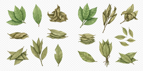 Watercolor collection of fresh and dried bay leaves, aromatic culinary herb for cooking and seasoning. © Akun