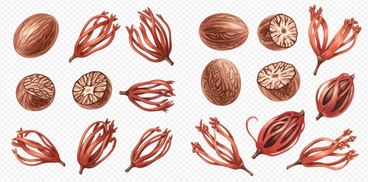 Nutmeg and Mace Set: Realistic Hand-Drawn Illustrations of Whole and Ground Spices.