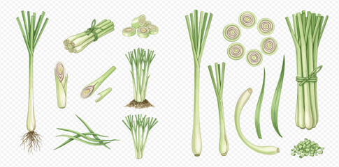 Fresh Lemongrass Stalks, Leaves, and Sliced Pieces for Culinary and Aromatic Uses.