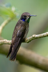 Fototapeta premium The brown violetear, Colibri delphinae, is a large hummingbird 