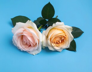 Two pastel roses on blue