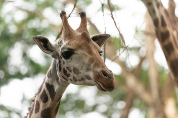 Naklejka premium Giraffe head portrait with patterned neck against green bokeh foliage. Wildlife animal close-up showing spots, eyes and ossicones, suitable for nature, conservation, education and editorial use.