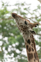 Low-angle giraffe portrait with raised head and long patterned neck against soft green bokeh. Wildlife animal image for nature, conservation, education and editorial use.