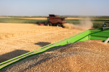 Combine harvester in field wheat
