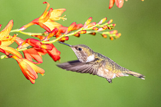 The volcano hummingbirds, Selasphorus flammula are sucking nectar on the flower