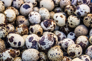 Obraz premium quail eggs on white background
