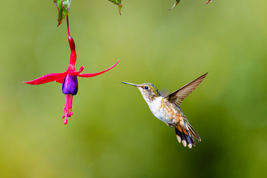 The volcano hummingbirds, Selasphorus flammula are sucking nectar on the flower