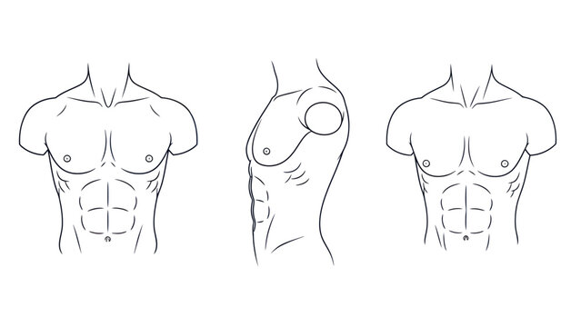 Male torso line drawings anatomy depiction with detailed musculature