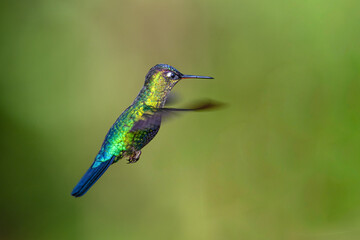 Fototapeta premium The fiery-throated hummingbird, Panterpe insignis, in flight