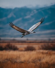 Obraz premium Sandhill crane soars in the sky, wings spread against mountain backdrop.