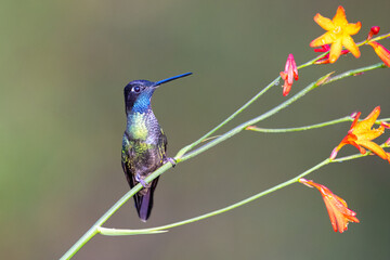 Fototapeta premium The Talamanca hummingbird or admirable hummingbird, Eugenes spectabilis