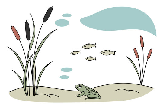 Wetland Nature Illustration with Frog Fish and Reeds