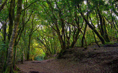 Fototapeta premium Ancient Laurel Forest in Anaga Rural Park, Tenerife with mossy twisted trees