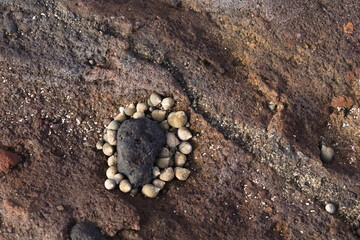 Fauna of Gran Canaria - many small seasnails, Littorina striata, striped winkles, on a volcanic rock, EL Confital beach
