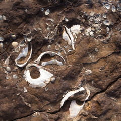 Fossilized remains of  oyster-like bivalve mollusc from miocene geological epoch found on El Confital beach on the edge of Las Palmas de Gran Canaria 
