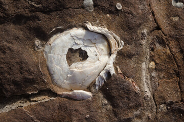 Fossilized remains of  oyster-like bivalve mollusc from miocene geological epoch found on El Confital beach on the edge of Las Palmas de Gran Canaria 
