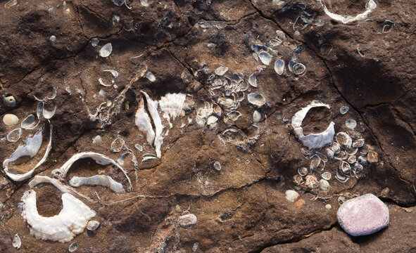 Fossilized remains of  oyster-like bivalve mollusc from miocene geological epoch found on El Confital beach on the edge of Las Palmas de Gran Canaria 
