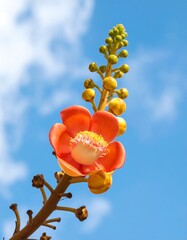 Vibrant orange flower against a blue sky