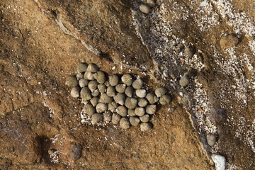Fauna of Gran Canaria - many small seasnails, Littorina striata, striped winkles, on a volcanic rock, EL Confital beach
