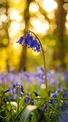 Sunlight on Bluebells