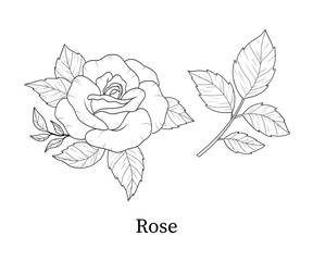 Rose line art hand-drawn vector illustration