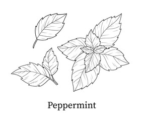 Peppermint line art hand-drawn vector illustration © Svetlana