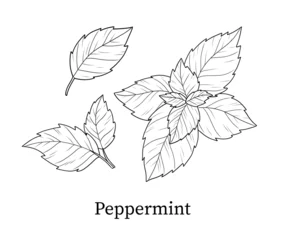 Peppermint line art hand-drawn vector illustration © Svetlana