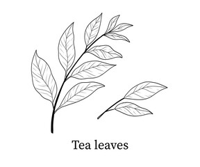 Tea leaves line art hand-drawn vector illustration