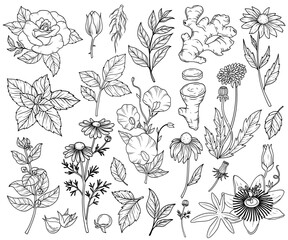 Wild flowers vector collection. herbs, herbaceous flowering plants, blooming flowers, subshrubs isolated on white background.