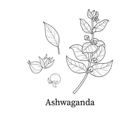 Ashwaganda line art hand-drawn vector illustration
