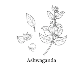 Ashwaganda line art hand-drawn vector illustration © Svetlana