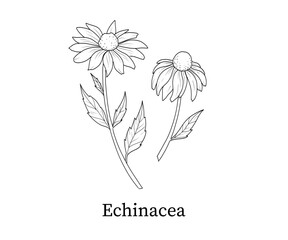 Echinacea line art hand-drawn vector illustration