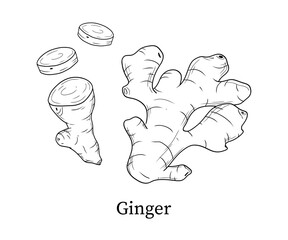 Ginger line art hand-drawn vector illustration