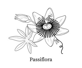 Passiflora line art hand-drawn vector illustration
