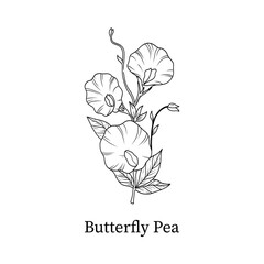 Butterfly Pea line art hand-drawn vector illustration